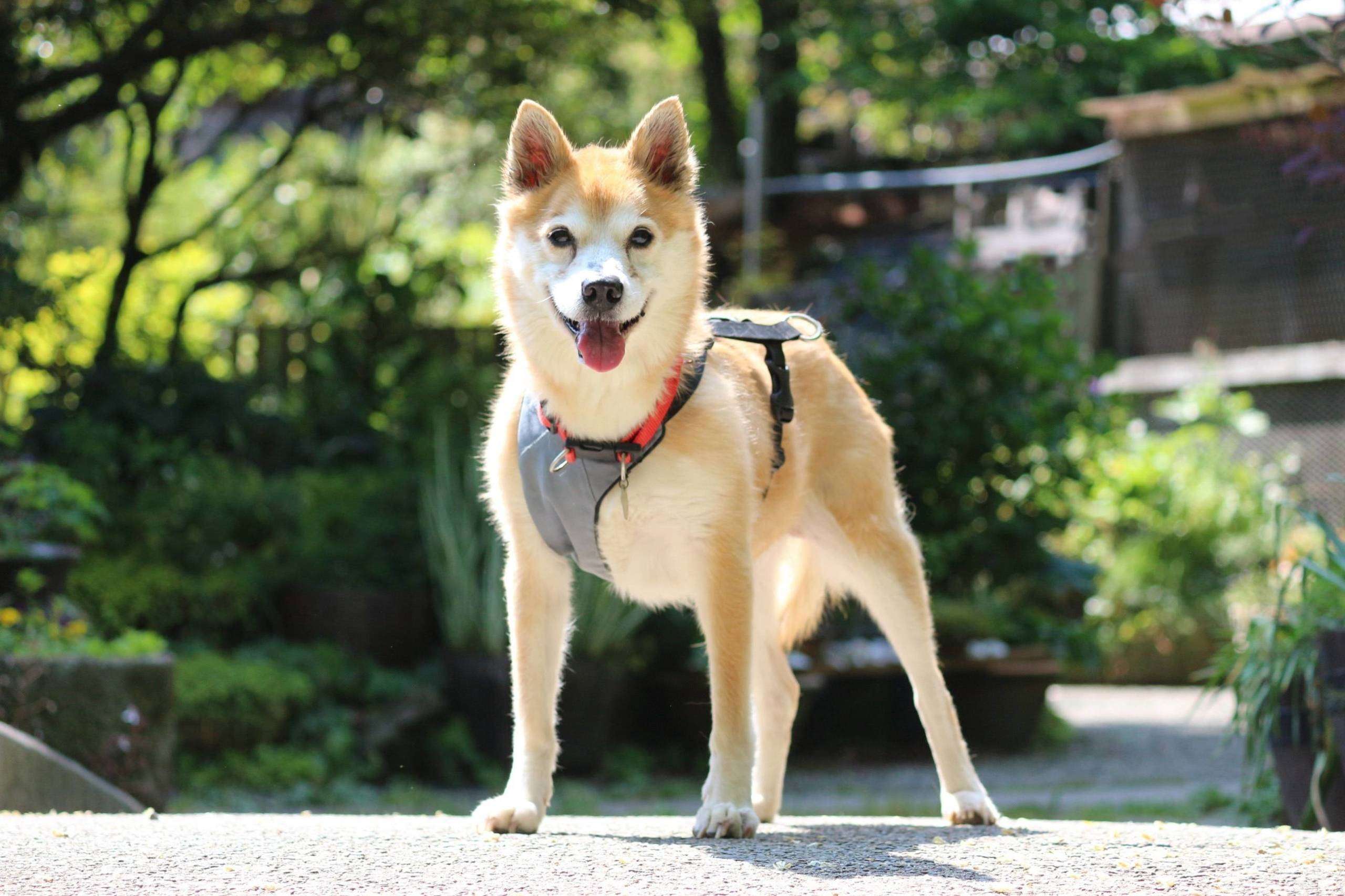 Candy Floss's elderly owner had to give her up for adoption, but she's ready to find a new forever home. | SEITARO MATSUO 