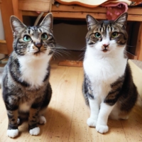 These two cats are the best of friends and they\'re hoping to find a home together.  | CHIHIRO NAGATA