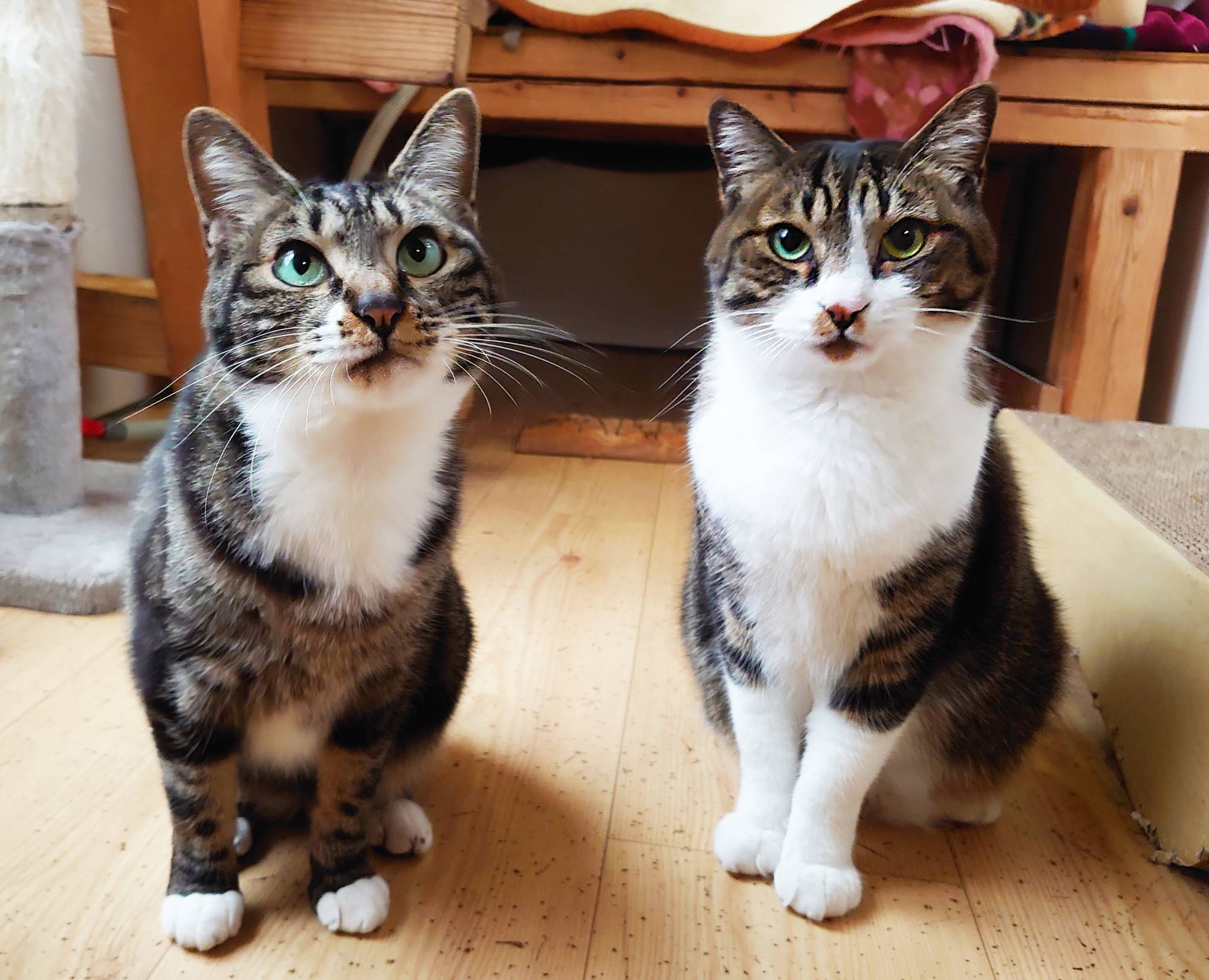 These two cats are the best of friends and they're hoping to find a home together. | CHIHIRO NAGATA