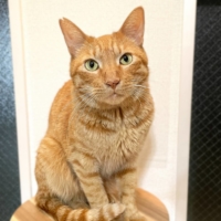 Ernie loves getting people and getting picked up, so hugs are definitely an option with this cat. | REIKO SUGAWARA

