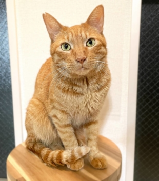 Ernie loves getting people and getting picked up, so hugs are definitely an option with this cat. | REIKO SUGAWARA 