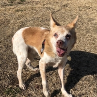Guango may look rough, but the truth is that he is a pretty healthy dog. | YUKI IWASAKI
