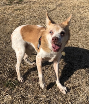 Guango may look rough, but the truth is that he is a pretty healthy dog. | YUKI IWASAKI 