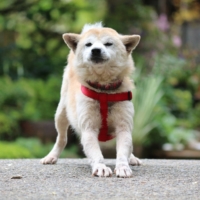 Lychee loves people and is even good at the vet\'s office. | SEITARO MATSUO