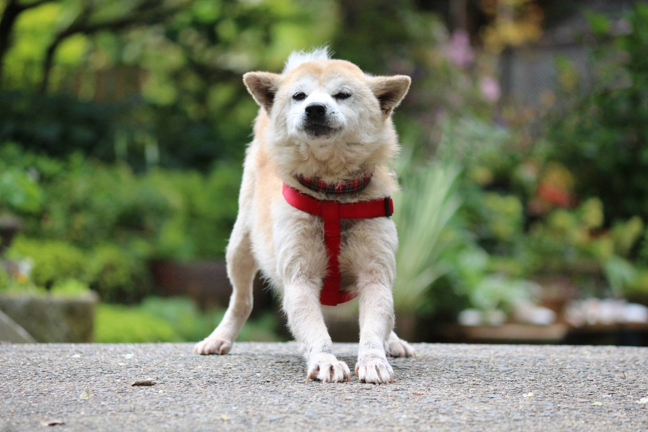 Lychee loves people and is even good at the vet's office. | SEITARO MATSUO