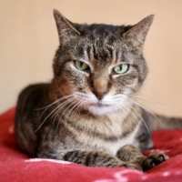 Pepper is an affectionate cat who has been the victim of some outdated misconceptions about FIV.  | SEITARO MATSUO