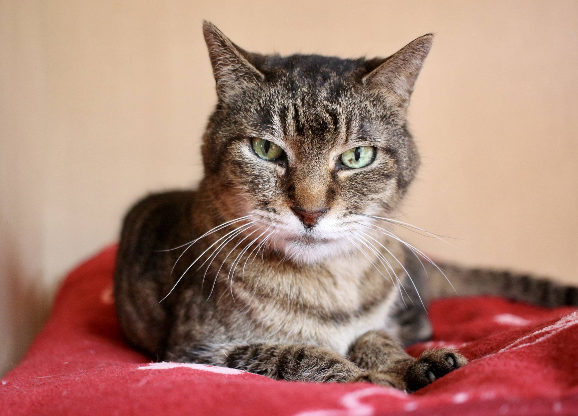 Pepper is an affectionate cat who has been the victim of some outdated misconceptions about FIV. 