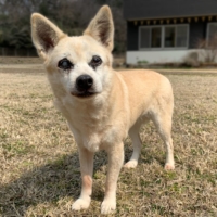 Almond is a sweet dog who isn\'t at all demanding and loves to sleep. | KANA MATSUTANI
