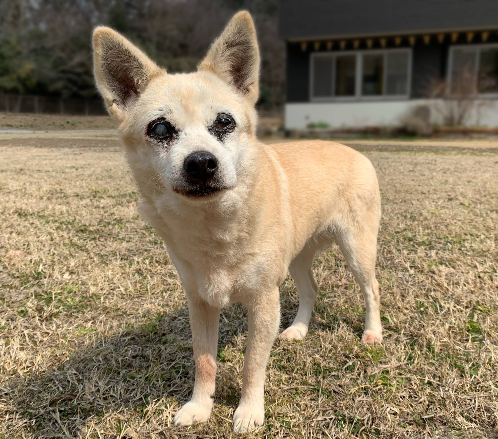 Almond is a sweet dog who isn't at all demanding and loves to sleep. | KANA MATSUTANI 