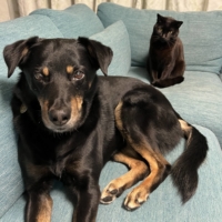 Meryl chills out with a feline buddy in the background.  | SACHIKO YASUI

