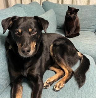 Meryl chills out with a feline buddy in the background. | SACHIKO YASUI 