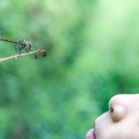The main protagonist of the 12th-century story fragment “The Lady Who Loved Insects” walks to the beat of her own drum. Unfortunately, the story is unfinished so we never really know what came of her. | GETTY IMAGES