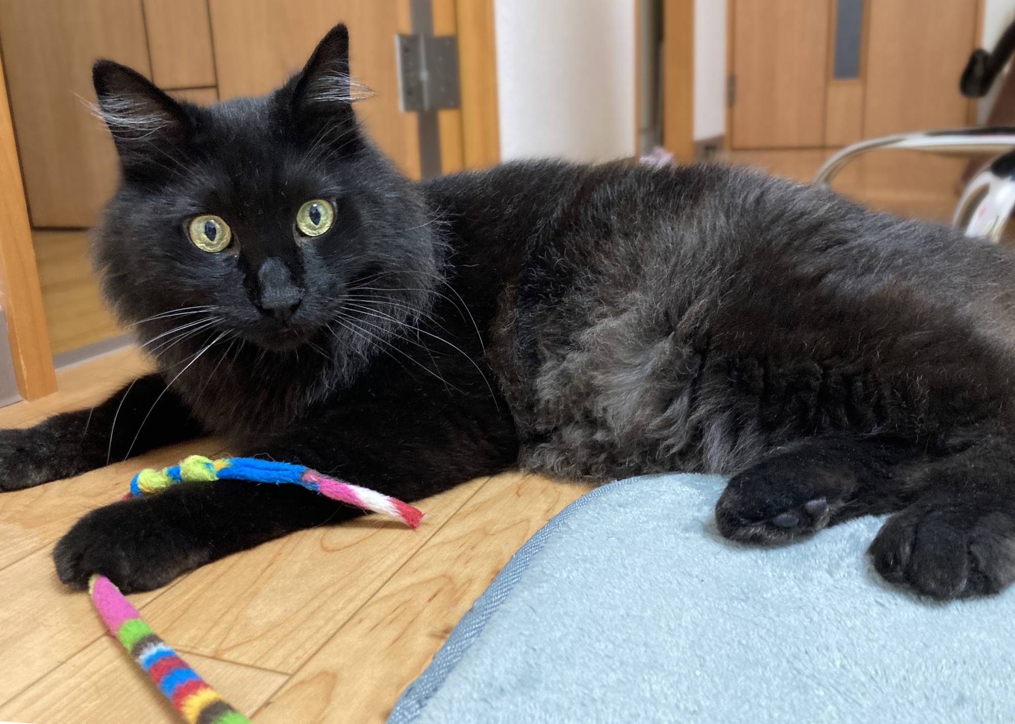 Beau is a big beauty that likes to play and purr. | HARUNA AKIYAMA 