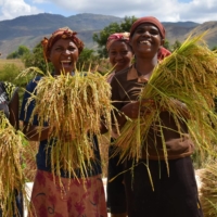 With assistance from the Japan International Cooperation Agency, farmers in African countries doubled rice production between 2008 and 2018. | JAPAN INTERNATIONAL COOPERATION AGENCY