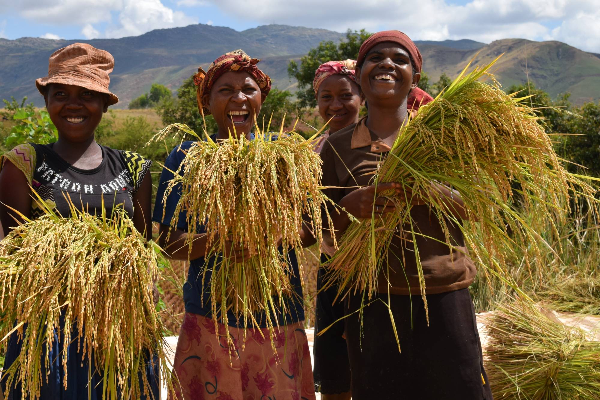 With assistance from the Japan International Cooperation Agency, farmers in African countries doubled rice production between 2008 and 2018. | JAPAN INTERNATIONAL COOPERATION AGENCY