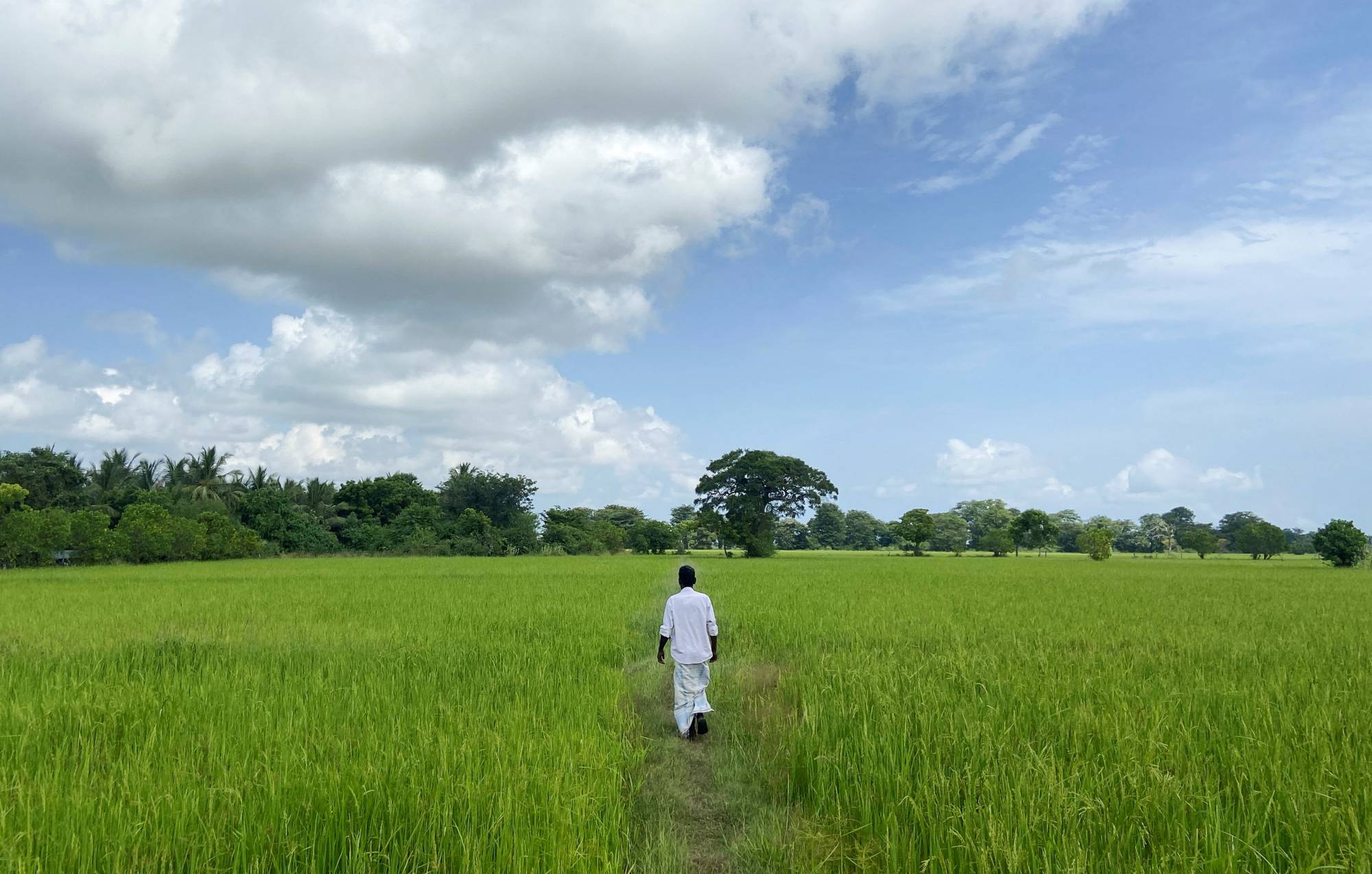 A Sri Lankan farmer walks through his field amid the country's worst economic crisis, on July 28.  | Reuters