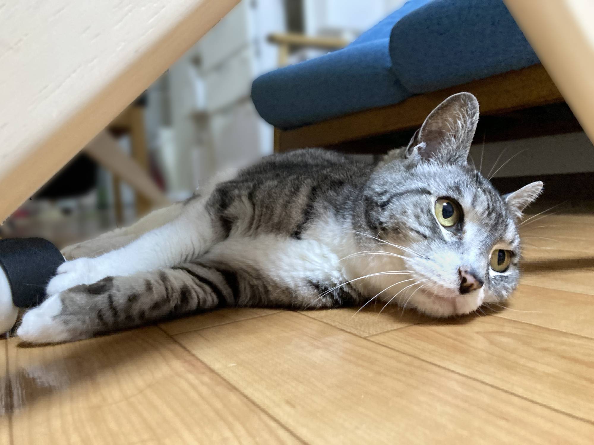 Hannah is a cat who would much rather find a sunny spot for a nap than run wildly around the house. | HARUNA AKIYAMA