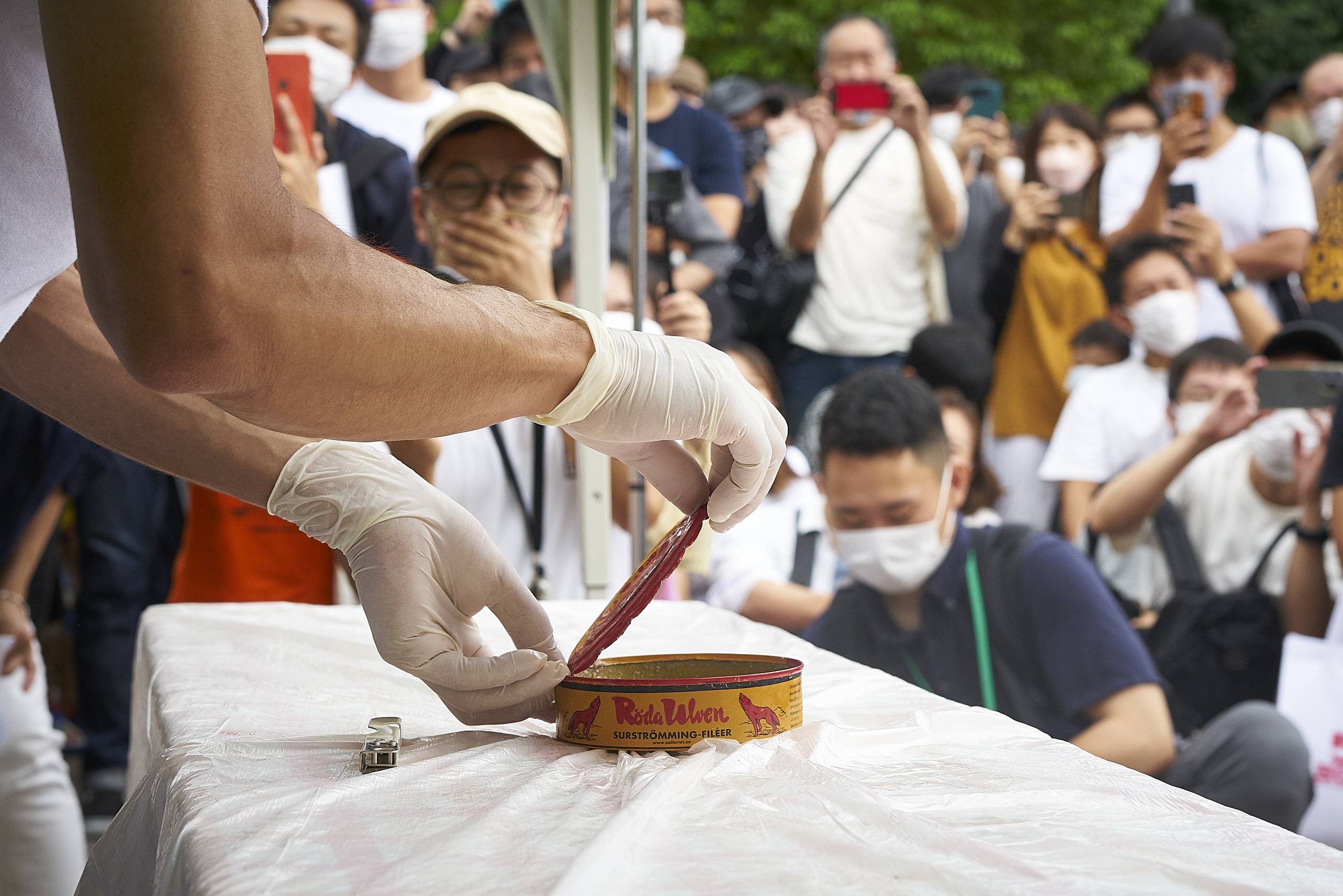 Surströmming, a Swedish delicacy? (Surströmming Challange) 