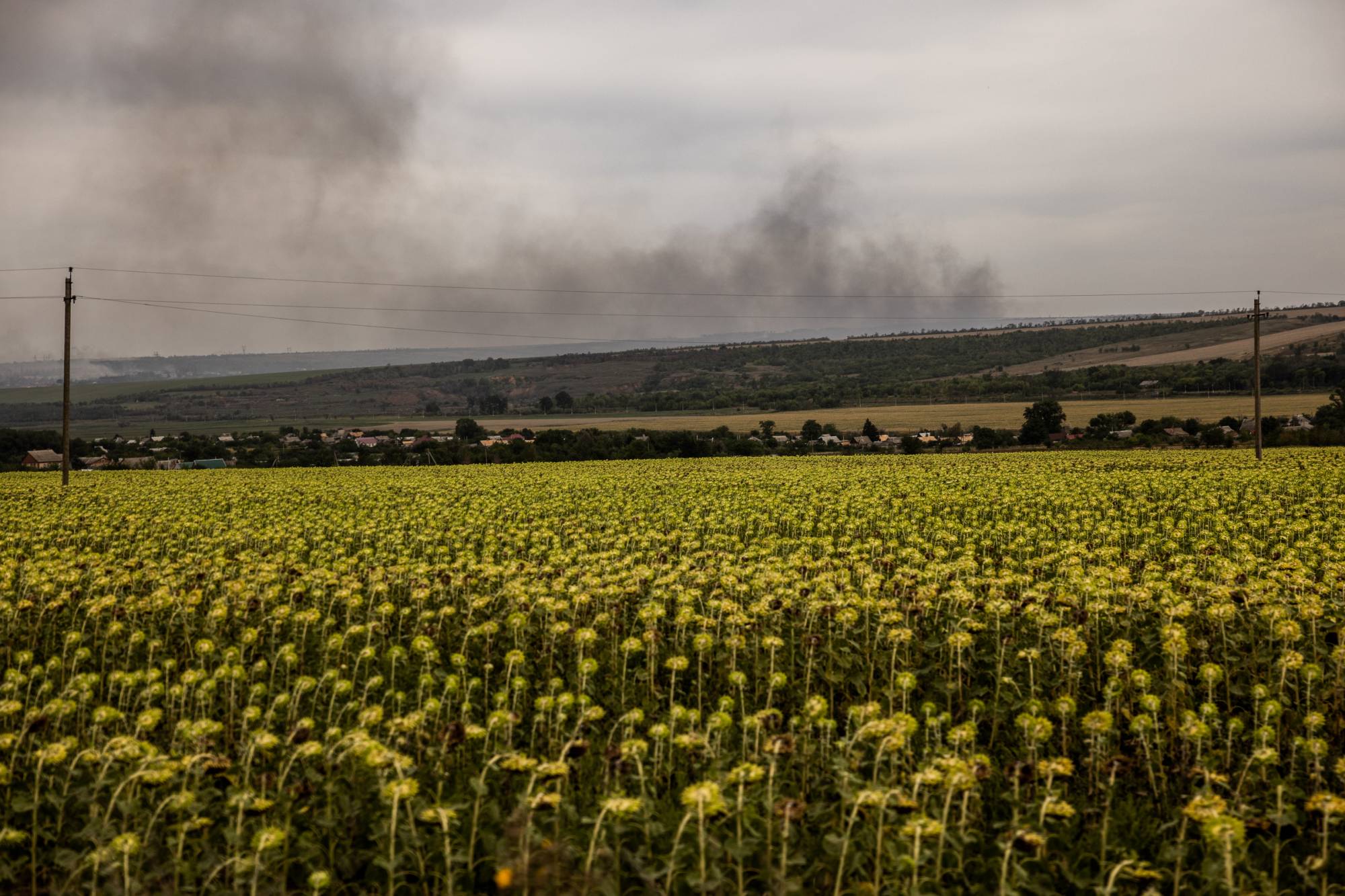 Above a field of sunflowers, smoke rises from the direction of Soledar, a town on the front lines in Ukraine, on Aug. 26. | Jim Huylebroek / The New York Times