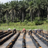 Workers at a palm oil plantation in Slim River, Malaysia, in August 2021. The production growth of palm oil has stalled in recent years, partly due to labor shortages during the COVID-19 pandemic, but farmers are now looking to replant or expand plantations amid rising prices. | REUTERS