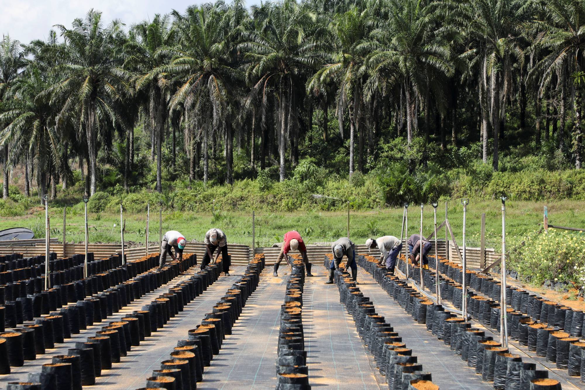 Workers at a palm oil plantation in Slim River, Malaysia, in August 2021. The production growth of palm oil has stalled in recent years, partly due to labor shortages during the COVID-19 pandemic, but farmers are now looking to replant or expand plantations amid rising prices. | REUTERS