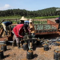 Workers unload palm oil seedlings at a plantation in Slim River, Malaysia, in August 2021.  | REUTERS