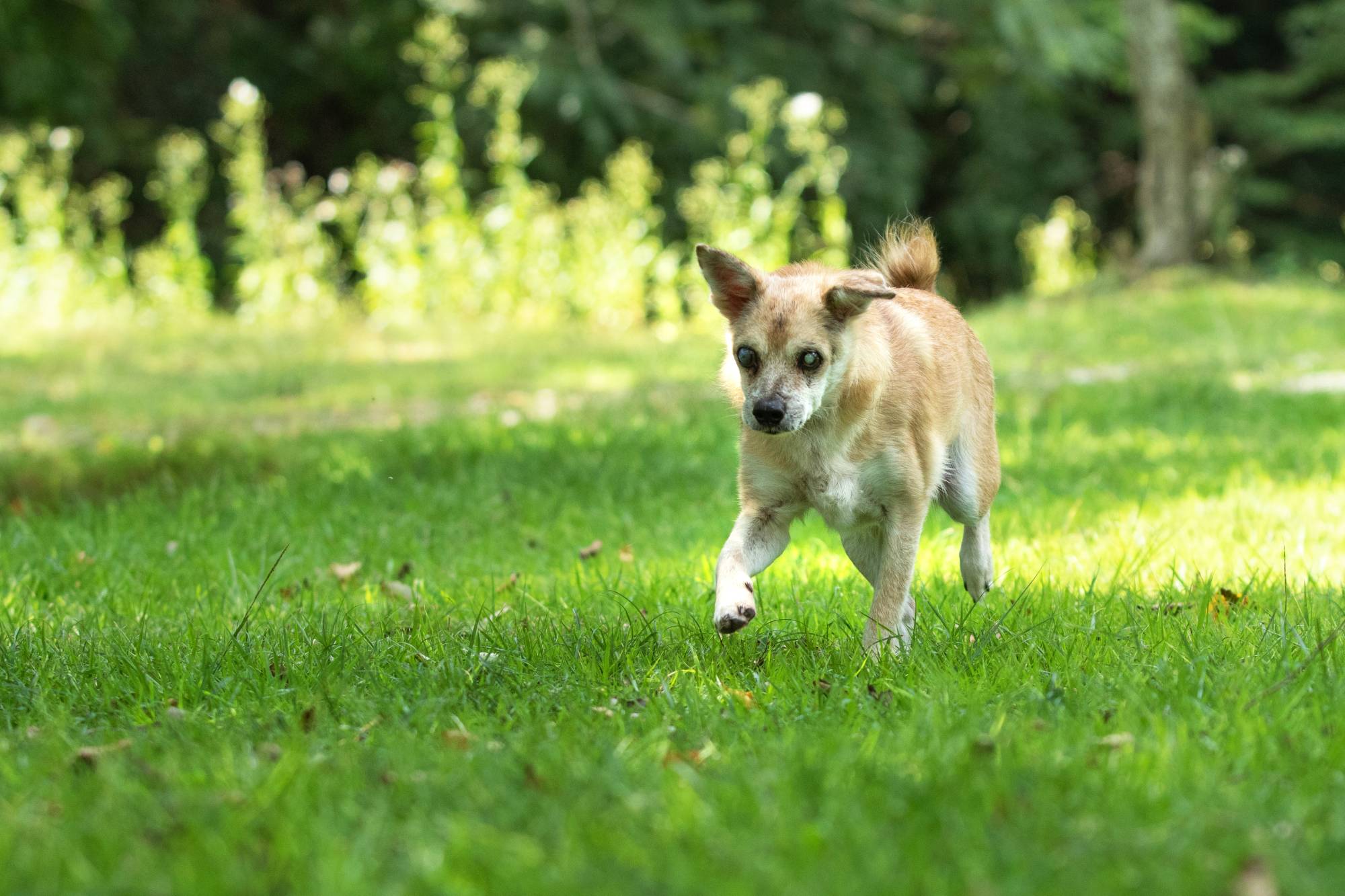 Mango loves to run around and follow people about, even though his eyesight is poor. | MIKE THOMAS 