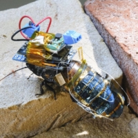 A team of Japan researchers has developed a rechargeable cyborg cockroach that can be remotely controlled for use in search-and-rescue and other missions. | RIKEN / VIA KYODO 