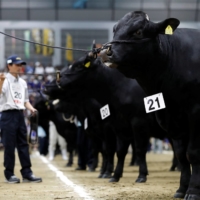 Breeders wait while their cattle are inspected during the \"Wagyu Olympics\" in 2017. | REUTERS