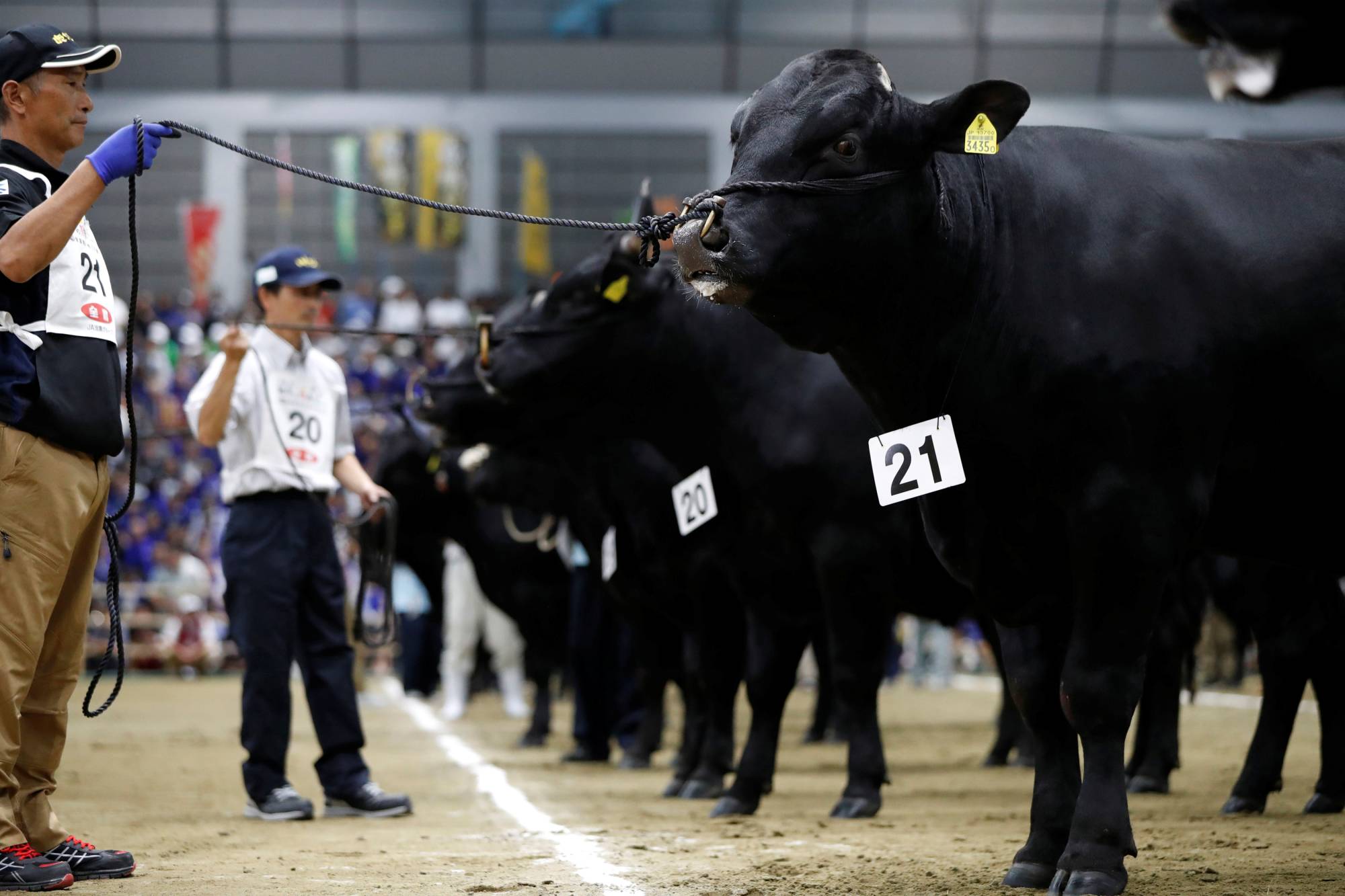 Breeders wait while their cattle are inspected during the 