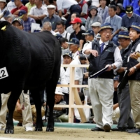 Judges inspect an animal during the previous \"Wagyu Olympics\" in Sendai in September 2017. | REUTERS