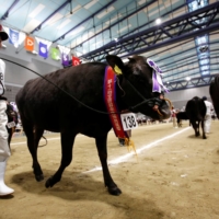 Award-winning cattle are paraded before spectators during the \"Wagyu Olympics\" in 2017. | REUTERS