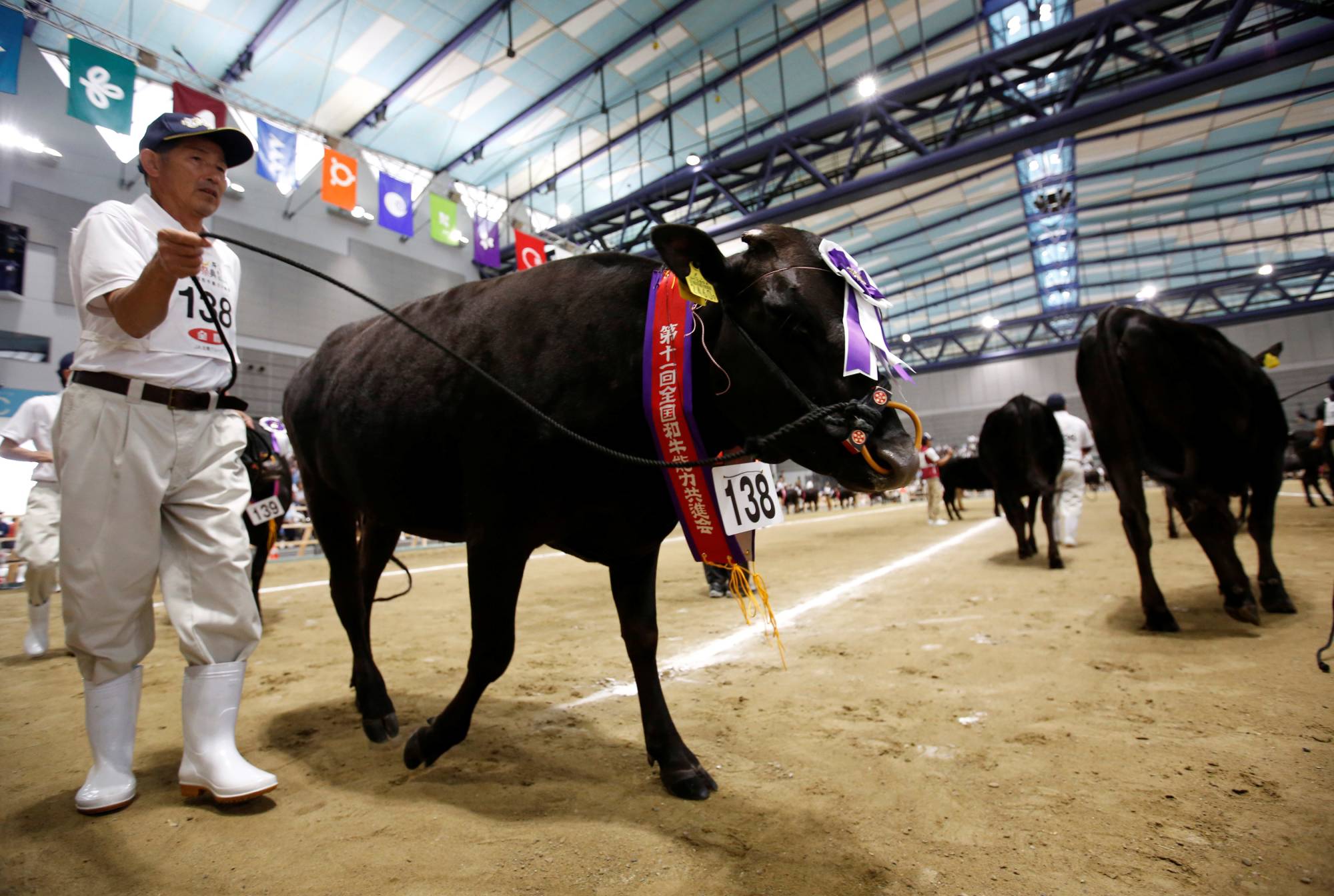 Award-winning cattle are paraded before spectators during the 
