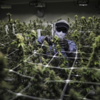A worker wearing protective gear trims a plant at the Pideka medical cannabis cultivation facility in Colombia. | BLOOMBERG