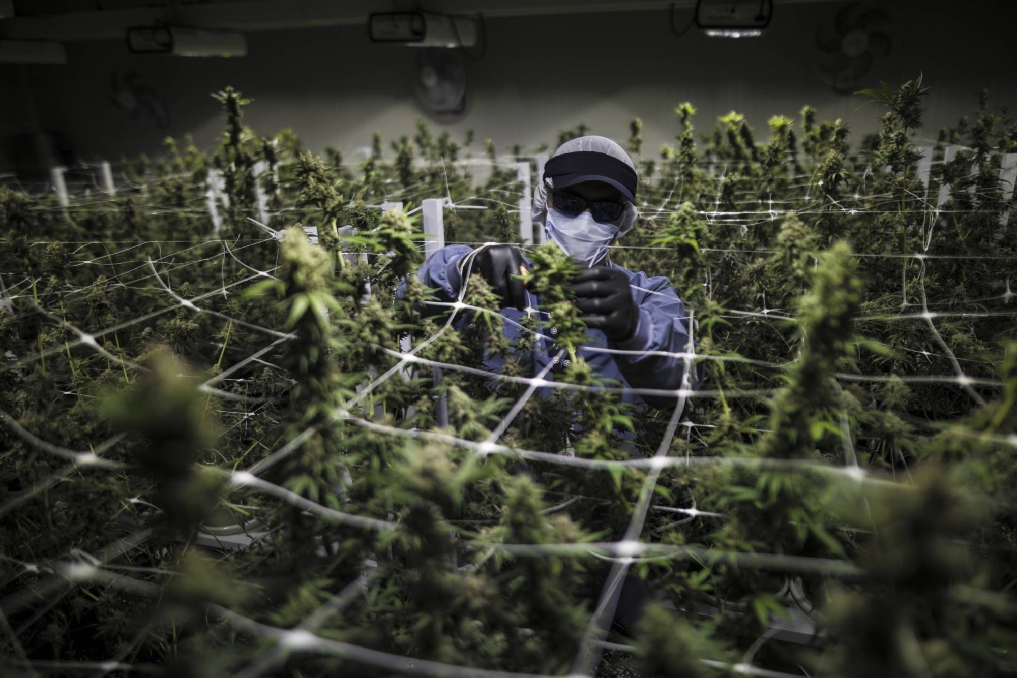 A worker wearing protective gear trims a plant at the Pideka medical cannabis cultivation facility in Colombia. | BLOOMBERG