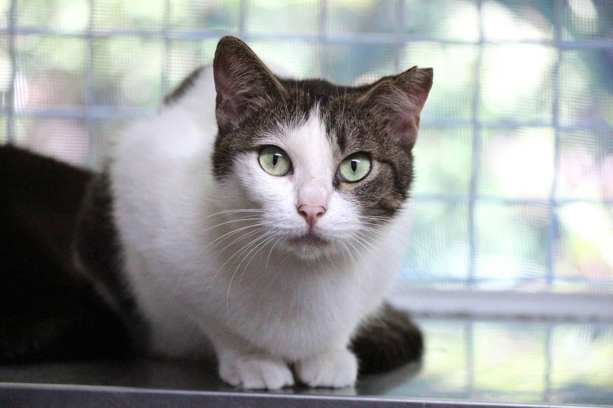 Chinatsu came out of a hoarding situation relatively unscathed and really loves sitting in a person's lap and purring. | SEITARO MATSUO 