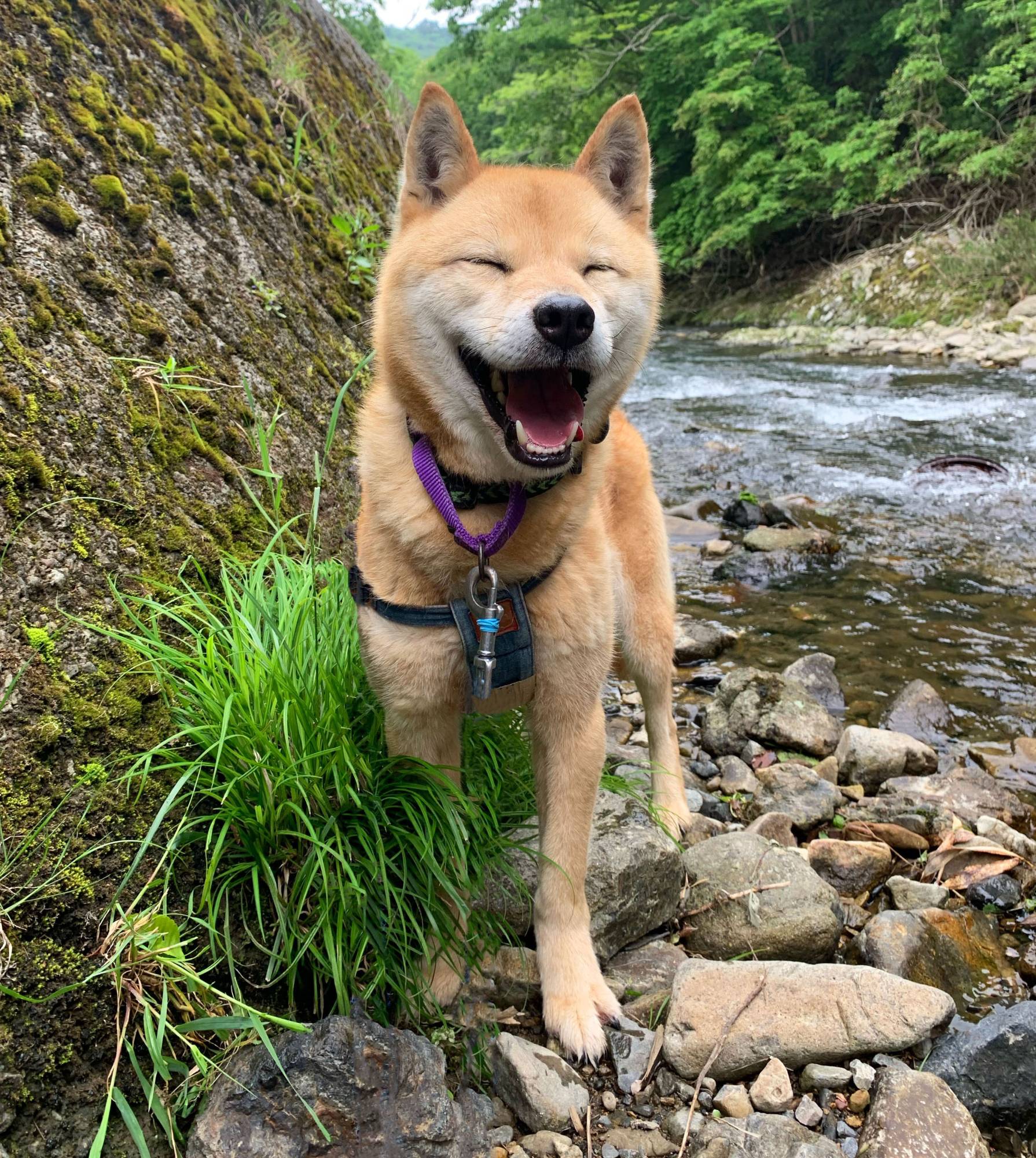 Having fun outside, Vernon loves toys and games, and has no problem with a lot of affection. | KANA MATSUTANI 