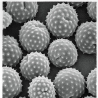 Ragweed pollen is known to make some people hypersensitive to melons and bananas. | LEWIS ZISKA