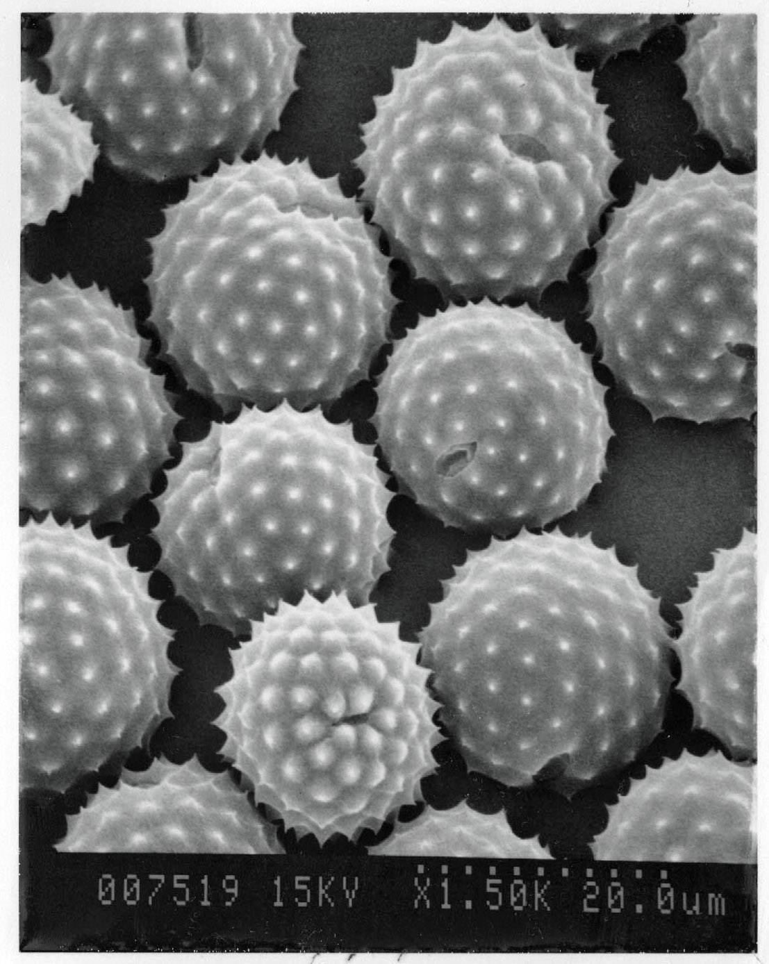 Ragweed pollen is known to make some people hypersensitive to melons and bananas. | Lewis Ziska