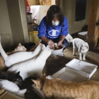 A member of animal welfare organization Gunma Wan Nyan Network feeds cats on Thursday at a house in Takasaki, Gunma Prefecture, where some 170 of the animals had been left without care. | KYODO