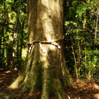 The huge trees that dot the Japanese countryside may be where you get your next cocktail. | JASON JENKINS