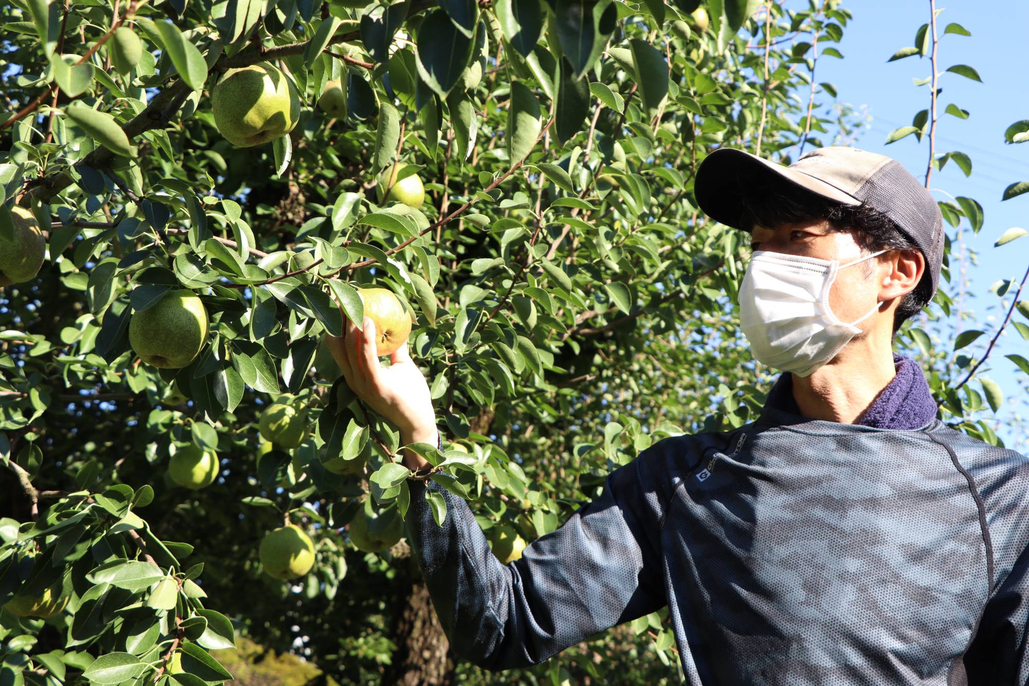 Yoshiyuki Tsuchiya checks on his La France pears in Tendo, Yamagata Prefecture, on Sept. 6. | KAHOKU SHIMPO