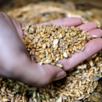 Einav Mayzlish-Gati, director of the Israel Plant Gene Bank, holds a palmful of seeds at the Volcani Institute in Rishon LeZion, Israel, on Nov. 3. | REUTERS