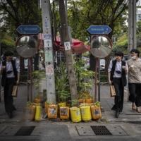 Potted marijuana plants at a motorbike taxi stand on Ekkamai Road in Bangkok. | LAUREN DECICCA / THE NEW YORK TIMES