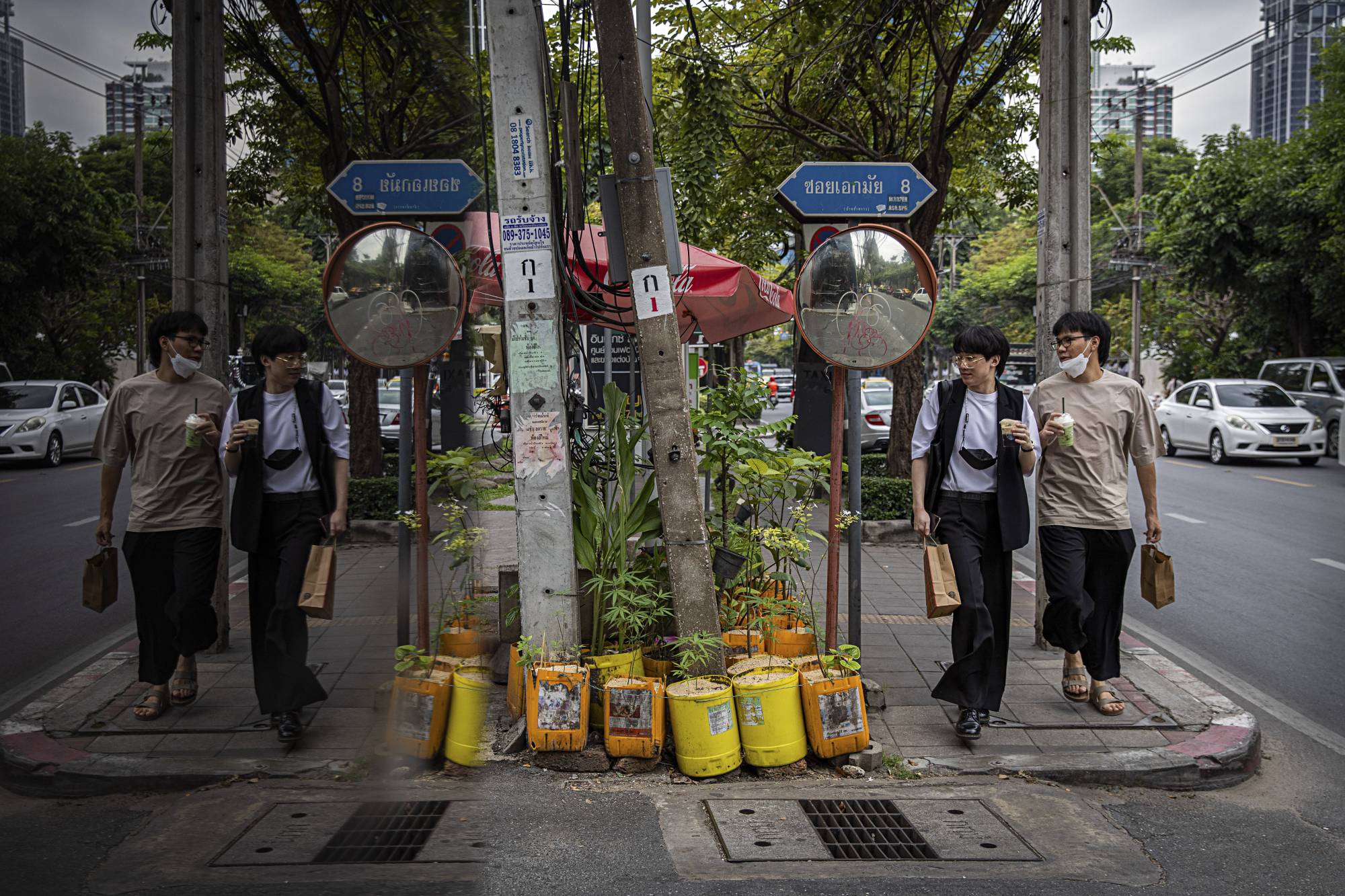 Potted marijuana plants at a motorbike taxi stand on Ekkamai Road in Bangkok. | Lauren DeCicca / The New York Times
