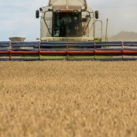 A combine harvests wheat in a field near the village of Zghurivka, Ukraine, in August. | REUTERS
