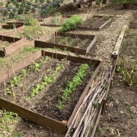 Simon Whalley lives on the small island of Osakikami, Hiroshima Prefecture, in the Seto Inland Sea. There, he and his family practice a life of subsistence farming and veganism. | COURTESY OF SIMON WHALLEY
