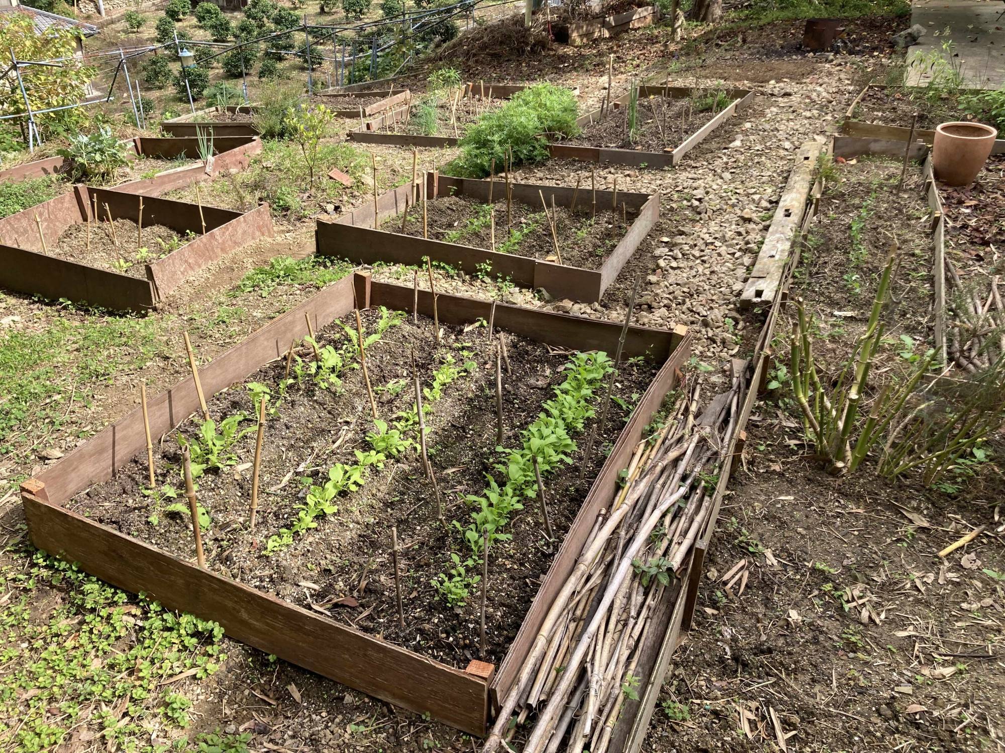 Simon Whalley lives on the small island of Osakikami, Hiroshima Prefecture, in the Seto Inland Sea. There, he and his family practice a life of subsistence farming and veganism. | COURTESY OF SIMON WHALLEY 