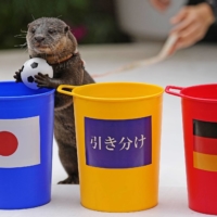 Taiyo, a river otter at Maxell Aqua Park Shinagawa, predicts Japan\'s win over Germany by placing a miniature soccer ball inside a blue bucket bearing the Japanese flag in Tokyo\'s Minato Ward on Tuesday. | KYODO