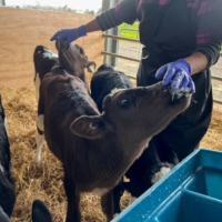 Calves are fed at a farm in Palmerston North, New Zealand, on Sept. 7. Over the past few decades in New Zealand, huge subsidies for the agriculture industry saw vast swathes of the country\'s marginal land cleared for grazing. | REUTERS